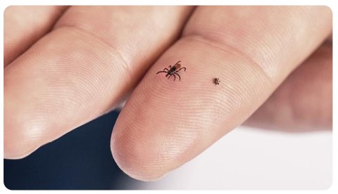 ASPIVENIN Miniaturowa Pompka Ssąca ASPIVENIN Miniaturowa Pompka Ssąca