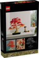 10348 | Klon Palmowy Bonsai