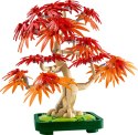 10348 | Klon Palmowy Bonsai