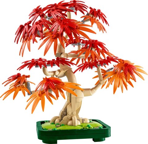 10348 | Klon Palmowy Bonsai 10348 | Klon Palmowy Bonsai