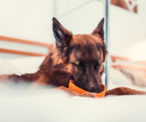 LickiMat Wobble Miska głęboka Jeżyk miękka pomarańczowa LickiMat Wobble Miska głęboka Jeżyk miękka pomarańczowa
