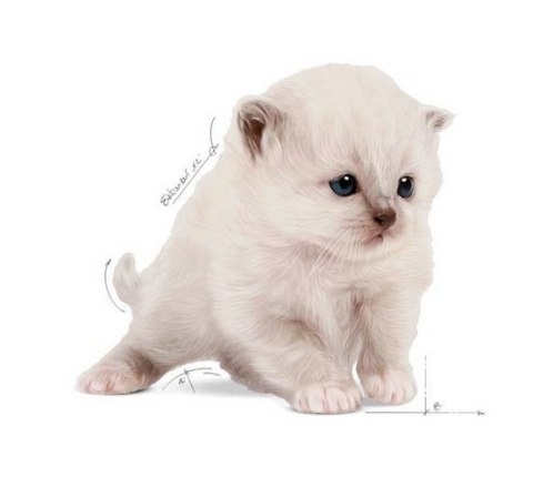 Royal Canin Babycat Milk pełnoporcjowy preparat mlekozastępczy dla kociąt do 2 miesiąca życia 300g